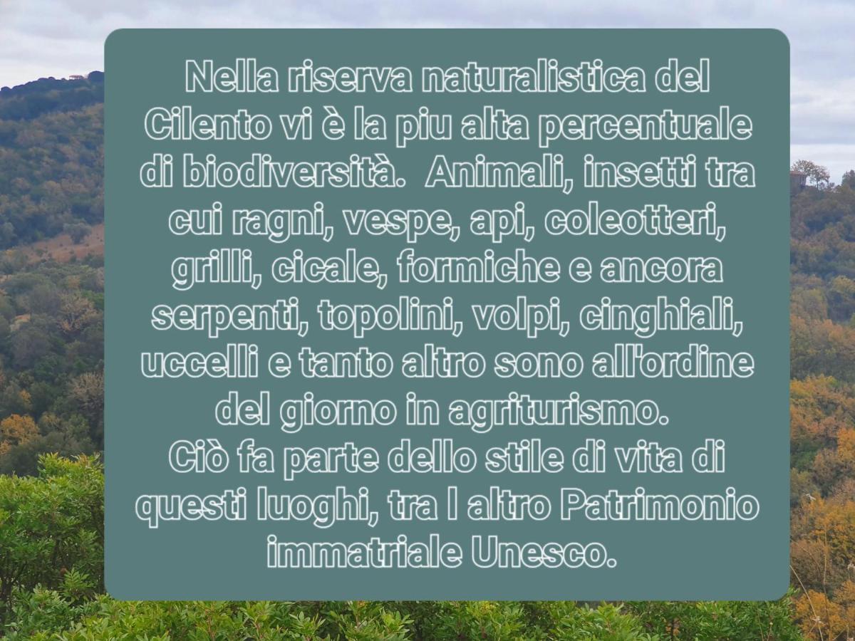 Agriturismo Le Terre Di Venere Acciaroli Ngoại thất bức ảnh